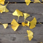 Acqua attiva di Ginkgo biloba