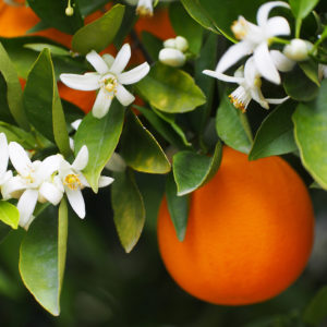 Acqua di fiori d'arancio