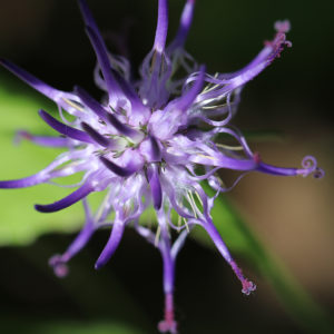 Artiglio del diavolo