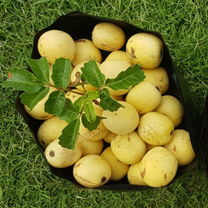 Olio di marula