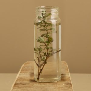 Olio essenziale di timo